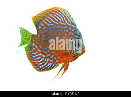 Porträt von einem blauen tropischen Symphysodon Diskus Fisch in einem weißen Hintergrund Stockfoto