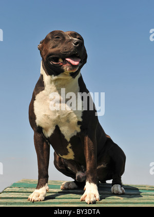 Porträt von ein amerikanischer Staffordshire-Terrier am blauen Himmel Stockfoto