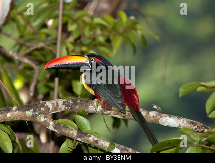 Feurig-billed Aracari (Pteroglossus Frantzii) in Costa Rica Stockfoto