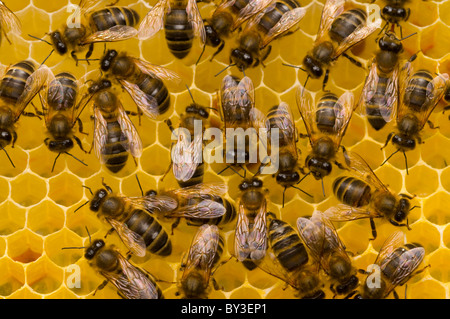 Honigbienen Apis Mellifera auf Waben Stockfoto