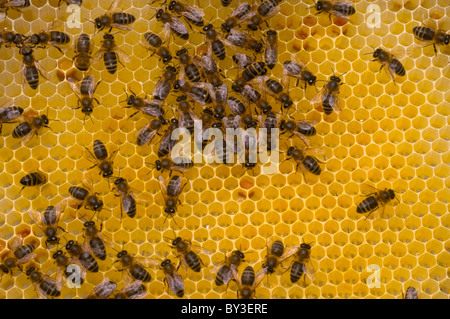 Honigbienen Apis Mellifera auf Waben Stockfoto