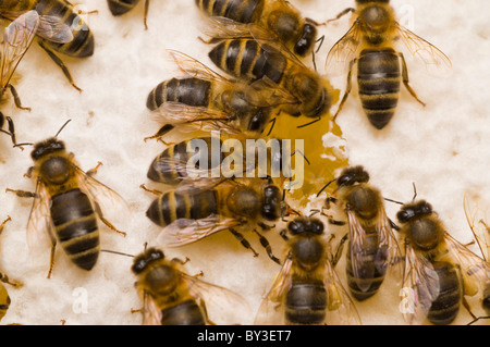 Honigbienen Apis Mellifera auf Waben Stockfoto