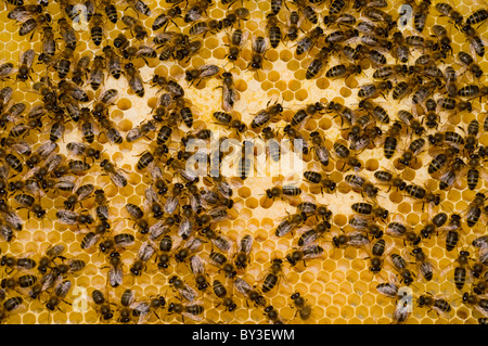 Honigbienen Apis Mellifera auf Waben Stockfoto