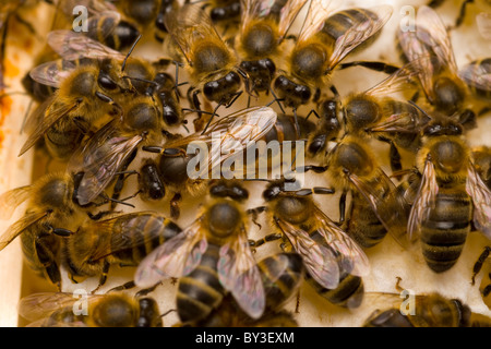 QUEEN BEE Honigbiene Apis mellifera Stockfoto