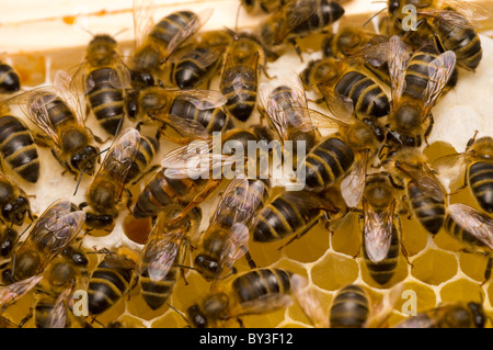 QUEEN BEE Honigbiene Apis mellifera Stockfoto