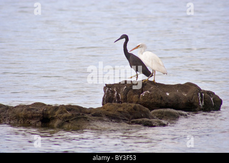 Zwei Pacific Reef-Reiher stehen auf einem Felsen zusammen. Gehört das dunkle Grau Form und zum anderen ist die weiße Form. Stockfoto