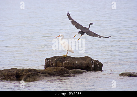 Zwei Pacific Reef-Reiher stehen auf einem Felsen zusammen. Gehört das dunkle Grau Form und zum anderen ist die weiße form Stockfoto