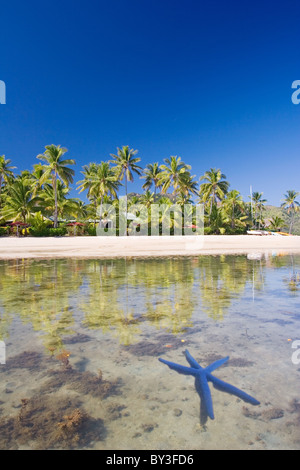 Blauer Seestern, Linckia Laevigata, in schönen klaren Wasser aus einer tropischen Insel in Fidschi. Stockfoto