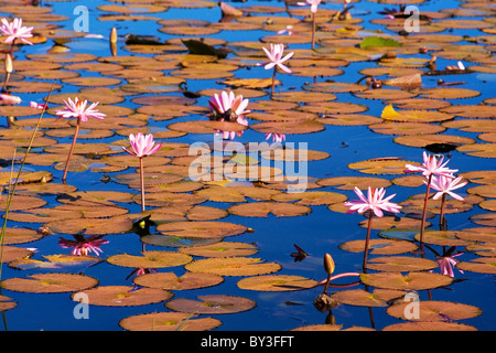 Seerosen auf einem Seerosenteich in Vanua Levu, Fidschi Stockfoto
