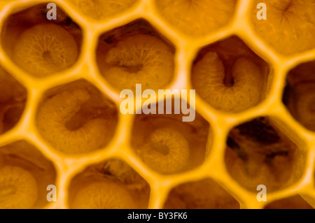 Biene Larven Honigbienen Apis mellifera Stockfoto