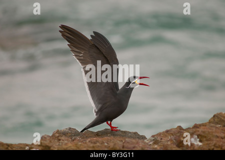 Inca-Tern, Larosterna Inca Paracas National Reserve, Peru Stockfoto