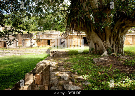 BAUM IN DER NÄHE VON PALACE, MAYA-RUINEN PUUC, LABNÁ, MEXIKO Stockfoto