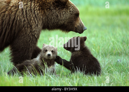 Hybriden säen mit ersten Jahr jungen, Kukak Bay, Katmai NP, Alaska Stockfoto