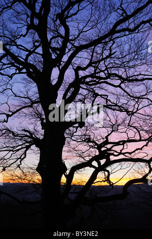Baum in einen wunderschönen bunten Sonnenuntergang Stockfoto