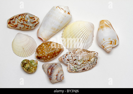 Auswahl von Muscheln Stockfoto