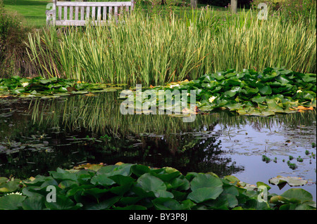 Nahaufnahme Bild der Zierteich im Garten Kiefern, St.Margareta Bay, Kent Stockfoto