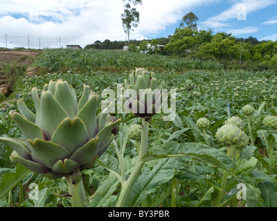 Artischocken in einem Bauernhof, typische Landschaft in der Nähe von Dalat, Central Highlands, Vietnam, Indochina, Südostasien, Asien Stockfoto