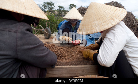 Landarbeiter in DaLat, Vietnam Stockfoto