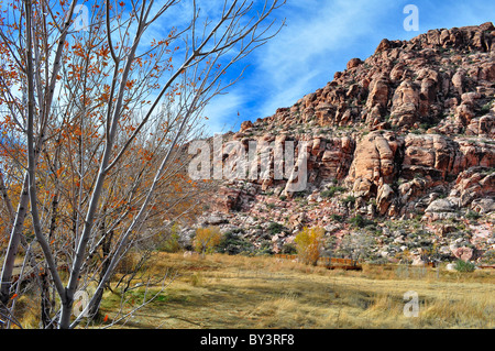 Eine Wiese im Red Spring Park, Calico Becken, Nevada Landschaft im Herbst Stockfoto