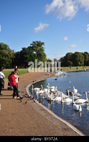 Kensington Gardens, London, UK,-Leute, die Schwäne füttern. Stockfoto