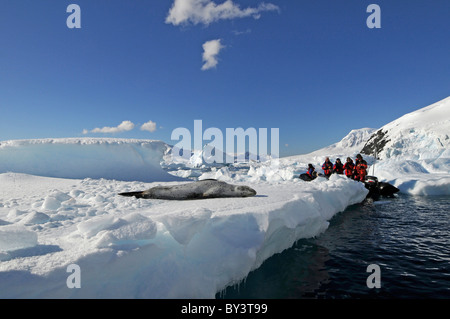 Packen Sie Touristen im Tierkreis beobachtet ein Leopard seal Hydruga Leptonyx liegen auf Eis in der Paradise Bay, antarktische Halbinsel, Antarktis Stockfoto