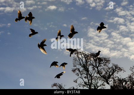 Böhmische Seidenschwänze Seidenschwanz Bombycilla Garrulus Flug fliegen Vögel Herde Stockfoto