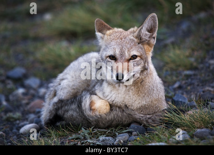 Patagonische Berg Fox im Torres del Paine Nationalpark, Chile Stockfoto