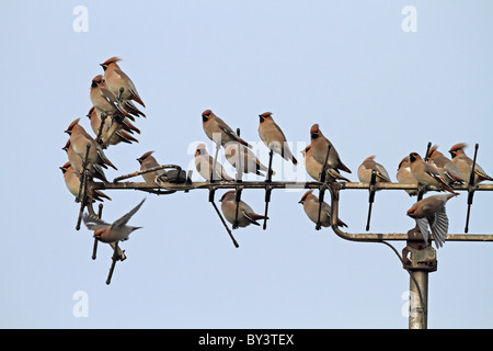 Böhmische Seidenschwänze Seidenschwanz Bombycilla Garrulus TV Antenne Vögel Stockfoto