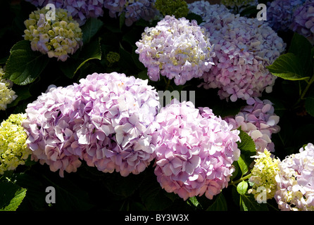 Hydrangea Macrophylla blüht Stockfoto