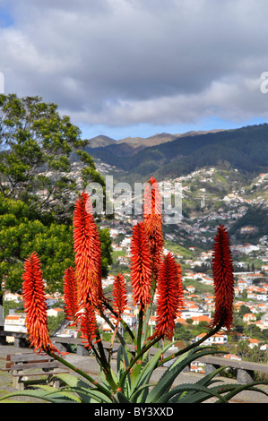 Madeira, Portugal, Funchal, Aussicht Vom Pico Dos Barcelos 355 m, Aloe - Blühend, Madeira, Portugal, Funchal Pico Dos Barcelos v Stockfoto