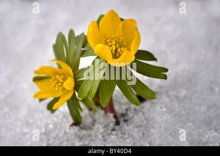 Winterlinge Blühend Mit Schnee Im Garten, Winterling (Eranthis Hyemalis), Winter Warmers blühen im Garten mit Schnee, Stockfoto