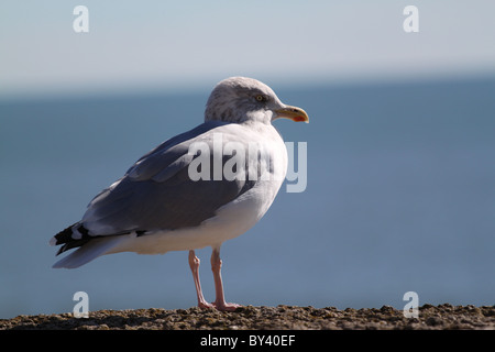 Silbermöwe auf dem Deich bei Lyme Regis Dorset Stockfoto