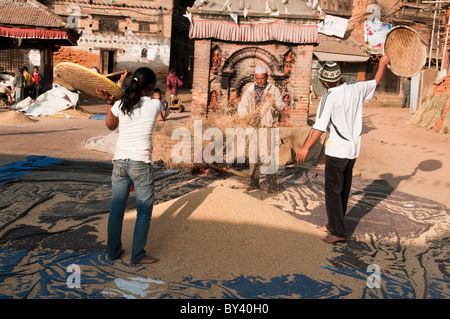 sieben Reiskörner Erntezeit im Herbst in der alten Stadt Bhaktapur in der Nähe von Kathmandu, Nepal Stockfoto