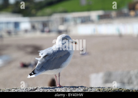 Silbermöwe auf dem Deich bei Lyme Regis Dorset Stockfoto