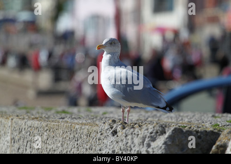 Silbermöwe auf dem Deich bei Lyme Regis Dorset Stockfoto