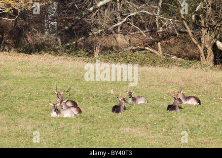 Damhirsch mit vollem Geweih und Herbst Mantel Weiden im New Forest. Stockfoto