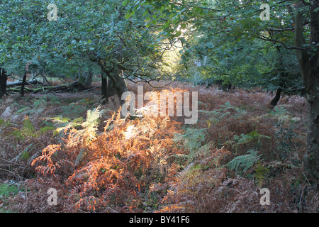 Sonnenstrahl auf New Forest bracken Stockfoto