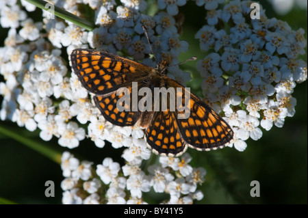 Heide Fritillary Butterfly (Mellicta Athalia), weibliche Stockfoto