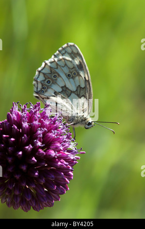 Marmorierte weißer Schmetterling (Melanargia Galathea), Männlich Stockfoto