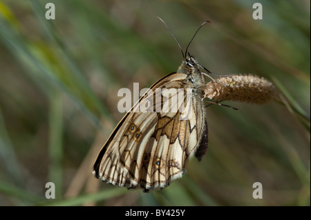 Marmorierte weißer Schmetterling (Melanargia Galathea), Weiblich Stockfoto