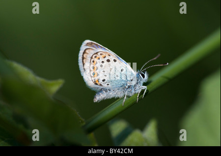 Silber besetzte blaue Schmetterling (Plebejus Argus) Stockfoto