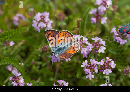 Lila-Schuss Kupfer Schmetterling (Lycaena Alciphron) Stockfoto