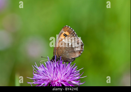 Scotch Argus Schmetterling (Erebia Aethiops), Fütterung auf Flockenblume Stockfoto