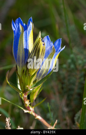 Moor-Enzian (Gentiana Pneumonanthe) Stockfoto