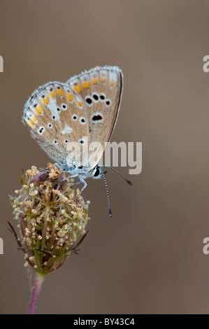 Türkisblau (Polyommatus Dorylas) Stockfoto