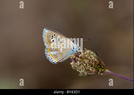 Türkisblau (Polyommatus Dorylas) Stockfoto