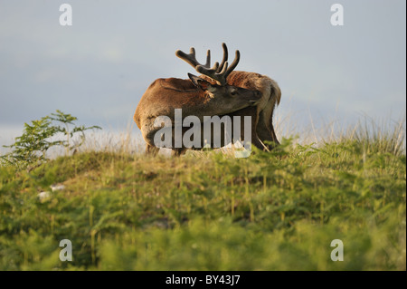 Rothirsch (Cervus Elaphus Scoticus) Hirsch in samt kratzen sich auf einem Hügel im Frühling Stockfoto