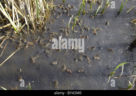 Grasfrosch (Rana Temporaria) im Teich zur Paarung treffen Stockfoto
