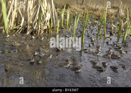 Grasfrosch (Rana Temporaria) im Teich zur Paarung treffen Stockfoto