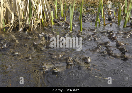 Grasfrosch (Rana Temporaria) im Teich zur Paarung treffen Stockfoto